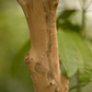 Allspice (Pimenta dioica)