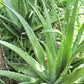 Aloe (Aloe vera)