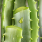 Aloe (Aloe vera)