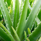 Aloe (Aloe vera)