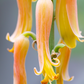 Aloe (Aloe vera)