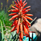 Aloe (Aloe vera)