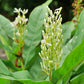 Greater Galangal (Alpinia galanga)