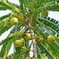 Amla, Indian Gooseberry (Phyllanthus emblica)