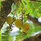 Amla, Indian Gooseberry (Phyllanthus emblica)