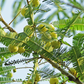 Amla, Indian Gooseberry (Phyllanthus emblica)