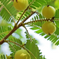 Amla, Indian Gooseberry (Phyllanthus emblica)
