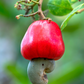 Cashew, Red (Anacardium occidentale)