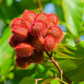 Annatto Achiote (Bixa orellana)