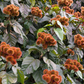Annatto Achiote (Bixa orellana)