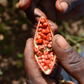 Annatto Achiote (Bixa orellana)