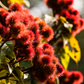 Annatto Achiote (Bixa orellana)