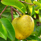Pond Apple (Annona glabra)