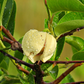 Pond Apple (Annona glabra)