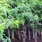 Pond Apple (Annona glabra)
