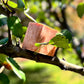 Apple Crisp Essential Bar Soap | SallyeAnder
