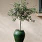 Olive 'Arbequina' (Olea europea)