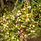 Olive 'Arbequina' (Olea europea)
