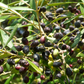 Olive 'Arbequina' (Olea europea)