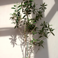 Olive 'Arbequina' (Olea europea)