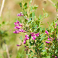 Astragalus (Astragalus membranaceus)