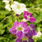 Asystasia, Chinese Creeping Foxglove (Asystasia gangetica)