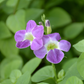 Asystasia, Chinese Creeping Foxglove (Asystasia gangetica)