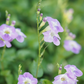 Asystasia, Chinese Creeping Foxglove (Asystasia gangetica)