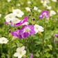 Asystasia, Chinese Creeping Foxglove (Asystasia gangetica)
