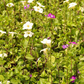 Asystasia, Chinese Creeping Foxglove (Asystasia gangetica)