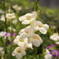 Asystasia, Chinese Creeping Foxglove (Asystasia gangetica)