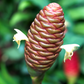Awapuhi Shampoo Ginger (Zingiber zerumbet)