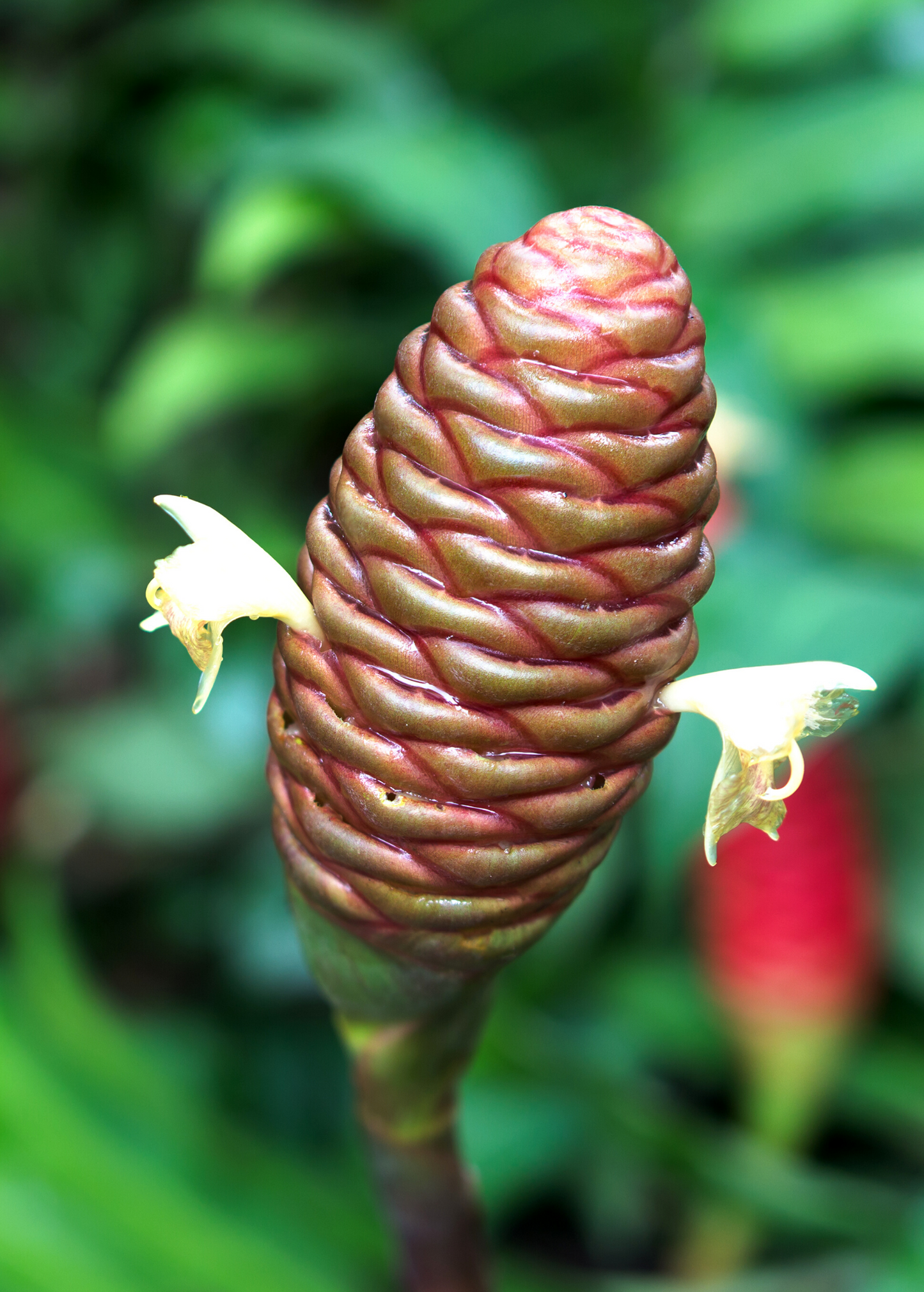 Awapuhi Shampoo Ginger (Zingiber zerumbet)