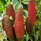 Awapuhi Shampoo Ginger (Zingiber zerumbet)