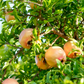 Pomegranate 'Azadi' (Punica granatum 'Azadi')