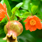 Pomegranate 'Azadi' (Punica granatum 'Azadi')