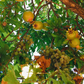 Pomegranate 'Azadi' (Punica granatum 'Azadi')