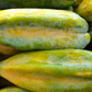 Babaco, Mountain Papaya (Carica pentagona)