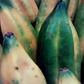 Babaco, Mountain Papaya (Carica pentagona)