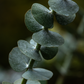 Baby Blue Eucalyptus (Eucalyptus pulverulenta)