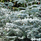 Silver Dollar Eucalyptus (Eucalyptus cinerea)