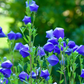 Balloon Flower (Platycodon grandiflorus)