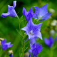 Balloon Flower (Platycodon grandiflorus)