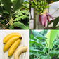 XL Banana Bundle: 'Orinoco' + 'Dwarf Cavendish'