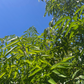 Bandicoot Berry (Leea indica)