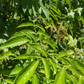 Bandicoot Berry (Leea indica)