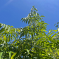 Bandicoot Berry (Leea indica)