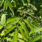Bandicoot Berry (Leea indica)
