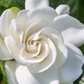Belmont Gardenia, Cape Jasmine (Gardenia jasminoides)