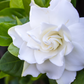 Belmont Gardenia, Cape Jasmine (Gardenia jasminoides)
